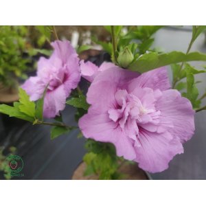 Ibištek sýrsky (Hibiscus syriacus) ´LEVANDER CHIFFON´® - výška 50-80 cm, kont. C3L